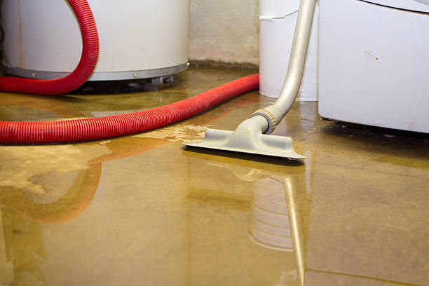 Best Mold removal after water damage  in El Mirage, AZ