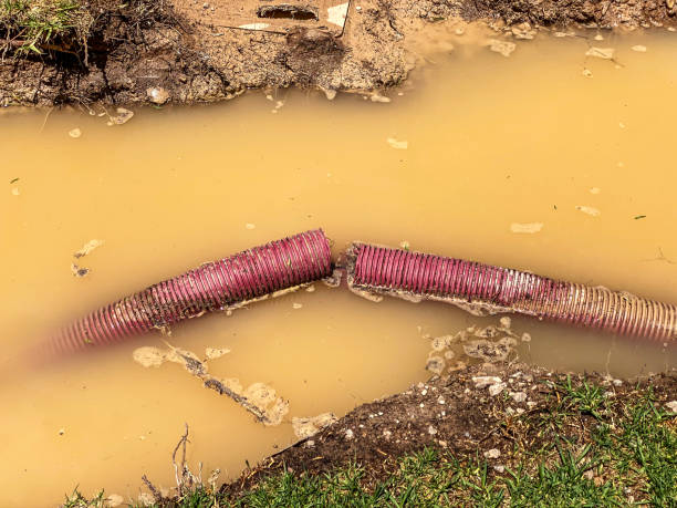 Best Local water damage restoration  in El Mirage, AZ